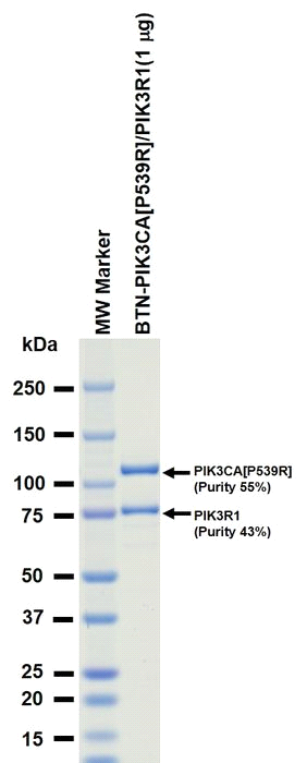 The purity was assessed by SDS-PAGE/CBB staining.
